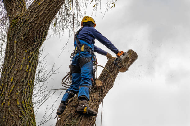 Best Aeration Services  in Post Falls, ID