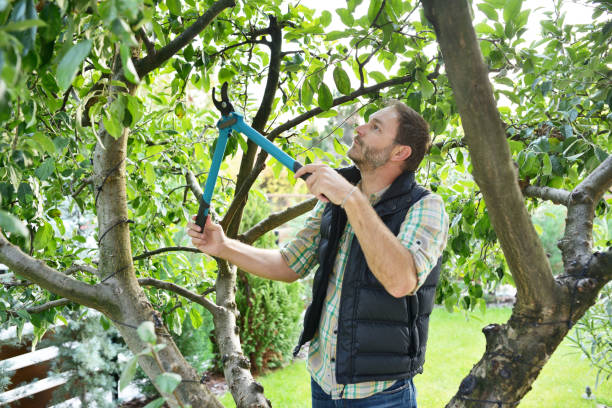 Best Lawn Pest Prevention  in Post Falls, ID
